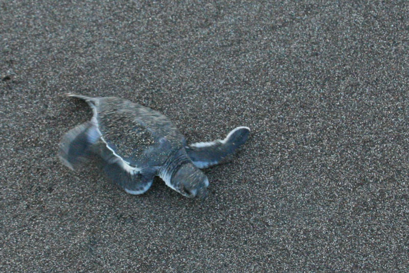 Baby Schildkröte nach dem Schlüpfen