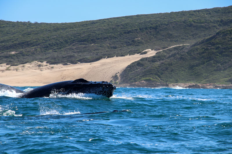 Wale Südafrika