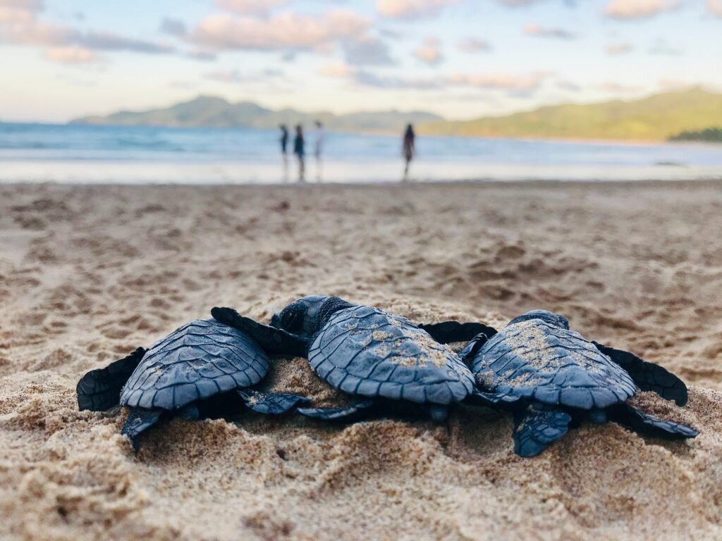 Schildköten Babys am Strand