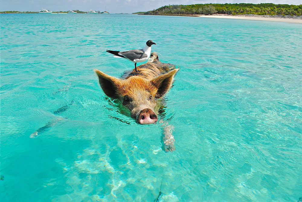 Einmal im Leben…mit Schweinen schwimmen