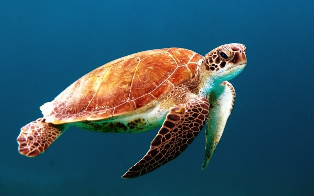 Meeresschildkröte schwimmt