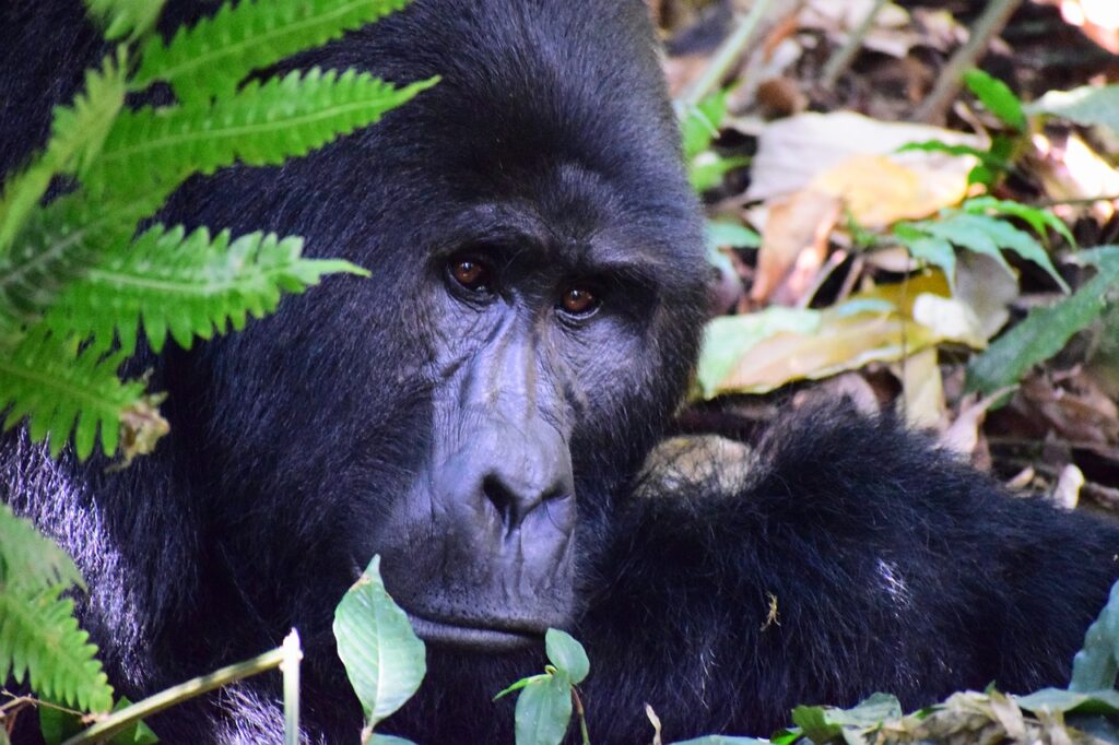 Gorilla in Uganda