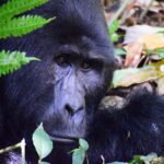 Gorilla in Uganda