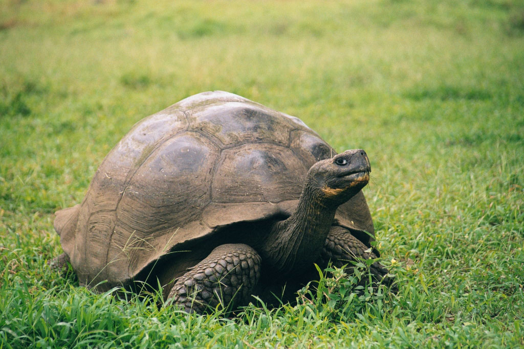 Galapagos Riesenschildkröte