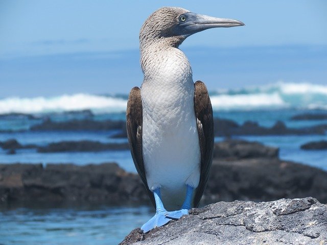 Blaufußtölpel auf Galapagos