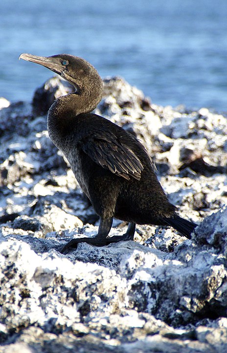 Flugunfähiger Kormoran - Galapagos