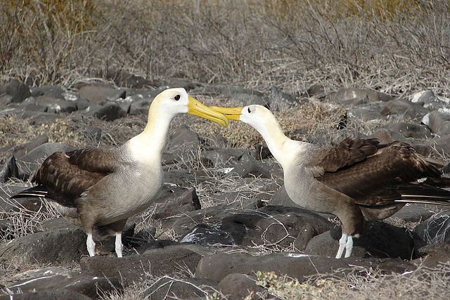 Galapagos Albatros