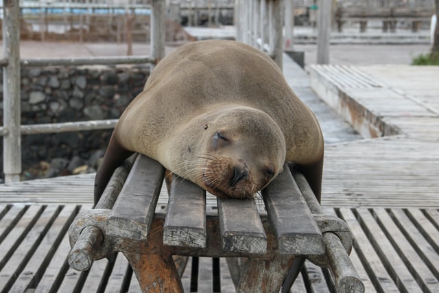 Seelöwe schläft auf Bank auf den Galapagos Inseln
