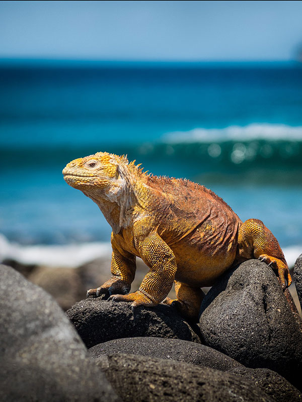 Leguan auf den Galapagos Inseln